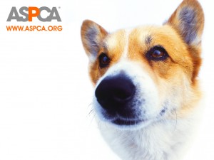 ASPCA-Dog